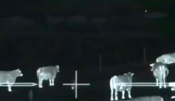 بالفيديو.. قناص يقضي على قطيع من الذئاب هاجم مزرعته للأبقار
