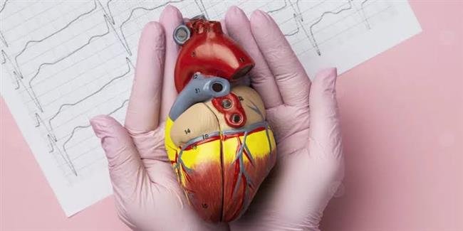 اعراض تضخم عضلة القلب