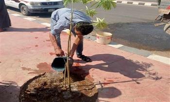 محافظة المنيا: زراعة أشجار الزينة والمثمرة في شوارع مطاي وسمالوط