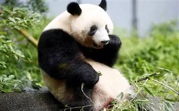 «دبلوماسية الباندا» سياسة الصين لاستعادة حيواناتها