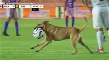 بالفيديو.. كلب «حرّيف» يقتحم ملعب كرة قدم ويسرق الكرة من اللاعبين