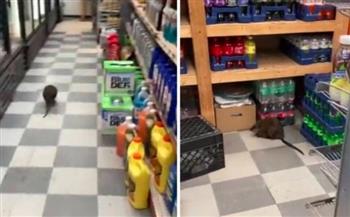 فيديو مرعب.. فأر بحجم قط يتجوّل داخل متجر بنيويورك