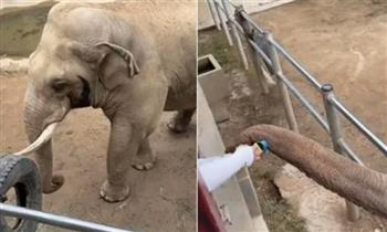 فيديو.. رد فعل مؤثر من فيل بعد سقوط حذاء طفل داخل حظيرته
