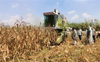 «الزراعة»: بدء حصاد 153 ألف فدان ذرة تابعة لقطاع استصلاح الأراضي