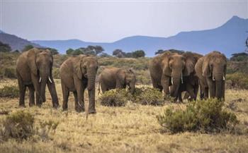 دراسة :عدد الأفيال في بوتسوانا يتجاوز 131 ألفًا