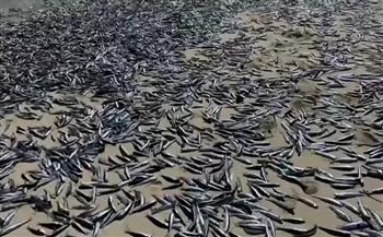 مشهد مثير لخروج ملايين الأسماك الحية إلى سواحل الفلبين