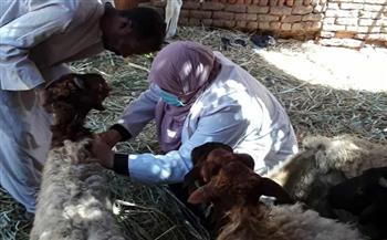 "بيطري الغربية": تحصين 260 ألف رأس من الماشية ضد الأمراض الوبائية