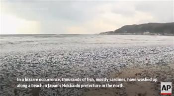 شعرت بكارثة في البحر.. آلاف الأسماك تخرج إلى الشاطئ بشكل غريب| فيديو