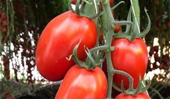 «الزراعة» تنظم يومًا حقليًا بالفيوم للاطلاع على نتائج أصناف الطماطم