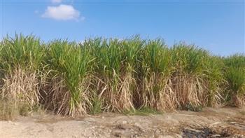 محافظ قنا يعلن حظر نقل محصول قصب السكر خارج المحافظة