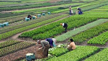 «الزراعة»: الفرق الإرشادية الريفية تجوب 22 محافظة خلال 5 أيام