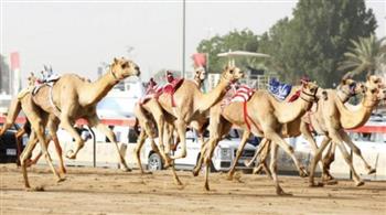 محافظ جنوب سيناء: سباقات الهجن في شرم الشيخ ذات صدى دولي