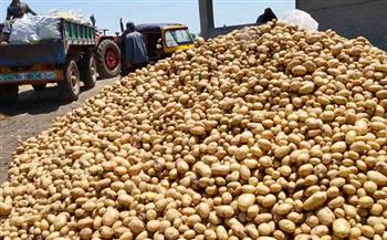 «الزراعة» تكشف حقيقة وجود عجز في تقاوي البطاطس