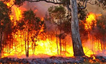 موجة حر شديدة ترفع مخاطر حرائق الغابات في أستراليا