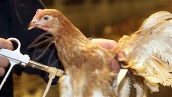 محافظ كفر الشيخ: تحصين أكثر من 51 ألف طائر ضد إنفلونزا الطيور