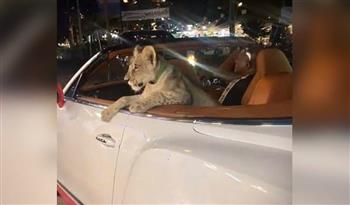 فيديو.. أسد يتنزه في سيارة بنتلي مكشوفة ويشعل جدلًا واسعًا