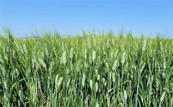 مدير الزراعة في الشرقية يكشف تفاصيل زيادة محصول القمح| فيديو