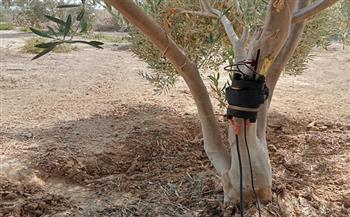 جامعة الملك سلمان تجري بحوثًا لحساب الاستهلاك المائي لأشجار الزيتون بمصر