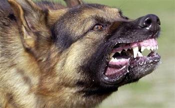 كلب ضال يهاجم قريتين بالغربية ويصيب 11 طفل وسيدة 