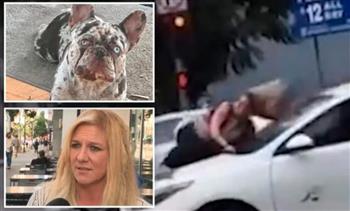 فيديو.. أمريكية تقود مطاردة هوليودية بعد سرقة كلبها
