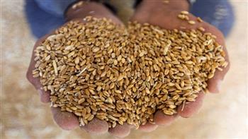 الزراعة الأوكرانية: تصدير 18.4 مليون طن من الحبوب والبقول في 6 شهر