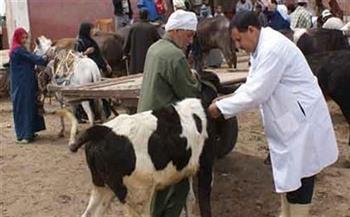 تحصين أكثر من 15 ألف رأس ماشية وأغنام ضد الجلد العقدي والجدري بالدقهلية