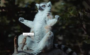 "الليمور الراقص".. ولادة أحد أندر الحيوانات حول العالم (فيديو)