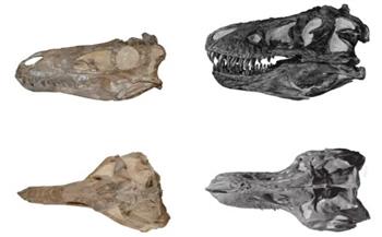 بعد عقود.. مفاجأة صادمة تحل لغز ديناصور "تي ريكس" صغير