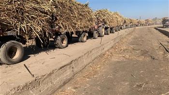 "التموين": توريد 100 ألف طن قصب من المزارعين بمصانع السكر بالصعيد وإنتاج 7 آلاف طن سكر