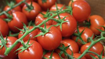 دراسة: الطماطم تساعد في منع وإدارة ارتفاع ضغط الدم