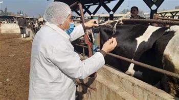 "بيطري بني سويف": تحصين 124 ألف رأس ماشية ضد الأمراض الوبائية