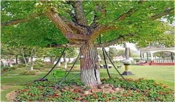 شجرة بيشاور المقيدة بالسلاسل اعتقلها ضابط إنجليزى منذ 125 عامًا 