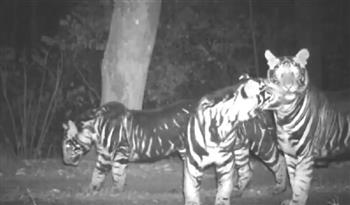 رصد عائلة النمر الميلاني الزائف في غابات الهند (فيديو)