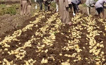 الانتهاء من زراعة أكثر من 13 ألف فدان بطاطس بدمياط 