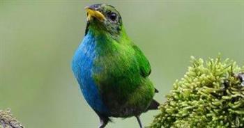 فى حالة نادرة.. طائر فى كولومبيا لديه خصائص الذكور والإناث
