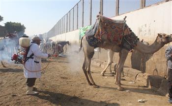 "الزراعة": علاج وفحص 1800 من الخيول والإبل والحيوانات الأليفة في نزلة السمان بالهرم