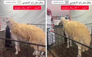 السعودية .. خروف للبيع بـ 600 ألف ريال يشعل الإنترنت (فيديو)