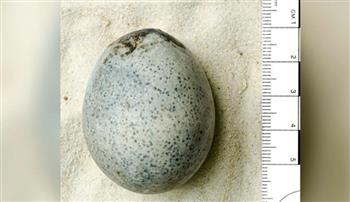 شاهد.. أقدم بيضة في العالم عمرها 1700 عام ولا يزال السائل داخلها
