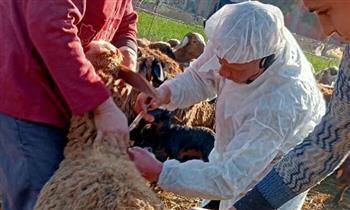 "بيطري الغربية": تحصين 25 ألف رأس ماشية ضد الجلد العقدي وجدري الأغنام