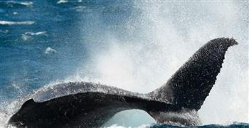 "كيف تغني الحيتان؟".. علماء يكشفون مفاجأة عن حل اللغز الغامض