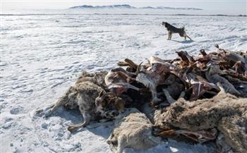 نفوق 2.1 مليون رأس ماشية في منغوليا بسبب الظروف الجوية القاسية