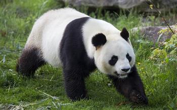 افتتاح مركز لحفظ حيوانات الباندا في بكين عام 2025 