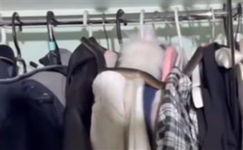 بالفيديو.. ضيف غير متوقع داخل خزانة ملابس يرعب أسرة أسترالية