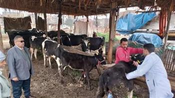 محافظ المنوفية : تحصين 69 ألفا و574 رأس ماشية ضد الأمراض الوبائية