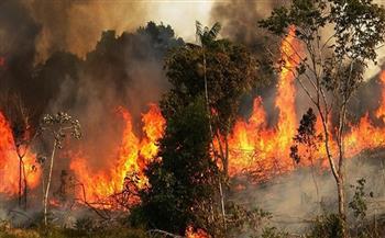ارتفاع حصيلة ضحايا حرائق الغابات في تشيلي إلى 51 شخصًا 