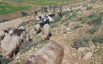 الاحتلال يمنع مزارعين من الوصول إلى المراعي وفلاحة أراضيهم جنوب الخليل