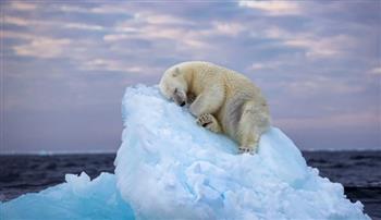 شاهد.. الدب القطبي النائم يفوز بجائزة صورة الحياة البرية