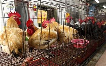 الزراعة: نتابع المنشأت الخالية من إنفلونزا الطيور لدعم صناعة الدواجن
