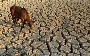 زامبيا تصنف الجفاف «كارثة وطنية» دمرت الزراعة