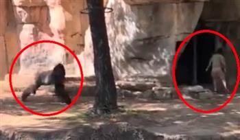 على طريقة أفلام الرعب.. غوريلا تطارد سيدتين داخل حديقة حيوان (فيديو)